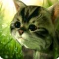 猫咪追寻安卓官方版最新下载