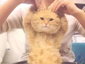 抖音蹦迪猫表情包