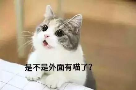 抖音蹦迪猫表情包