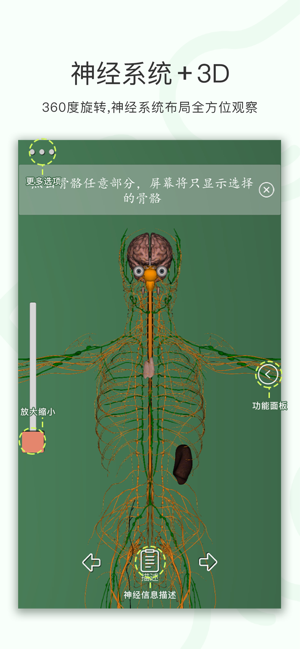 神经系统3D解析图