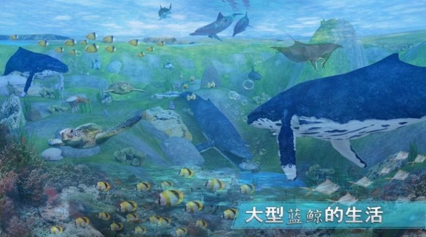 天天养鲸鱼红包版