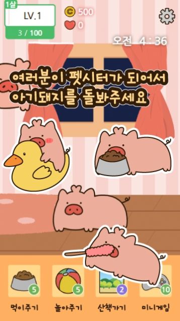 饲养小猪